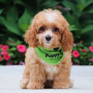 Cavapoo Puppy Holland