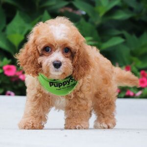 Cavapoo Puppy Holland