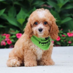 Cavapoo Puppy Holland