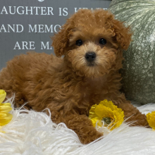 Poodle Puppy Sophie