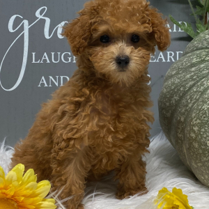 Poodle Puppy Sophie