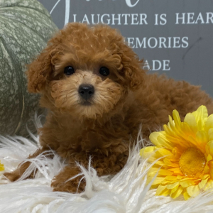Poodle Puppy Sophie