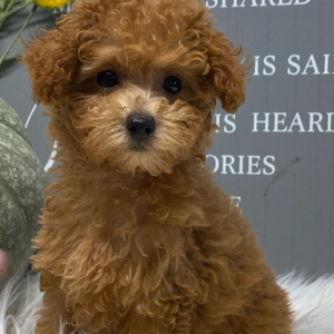 Poodle Puppy Sophie