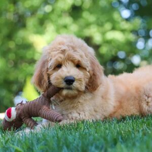 Goldendoodle Puppy Caspian