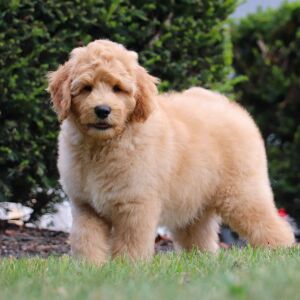 Goldendoodle Puppy Caspian