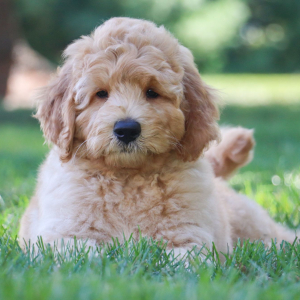 Goldendoodle Puppy Caspian