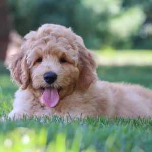 Goldendoodle Puppy Caspian