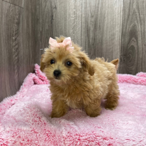 Havapoo Puppy Queen