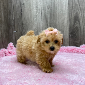 Havapoo Puppy Queen