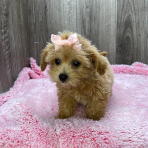 Havapoo Puppy Queen