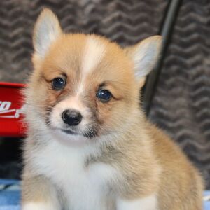 Pembroke Welsh Corgi Puppy Max