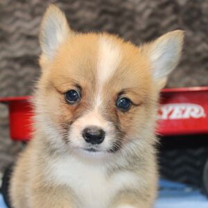 Pembroke Welsh Corgi Puppy Max