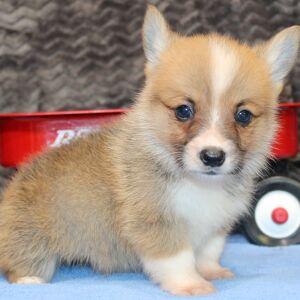 Pembroke Welsh Corgi Puppy Max