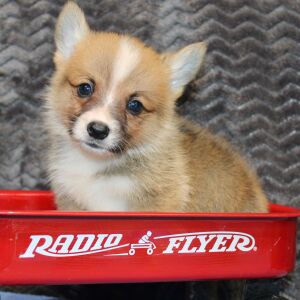 Pembroke Welsh Corgi Puppy Max