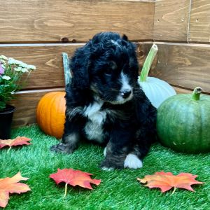 Bernedoodle Puppy Gus