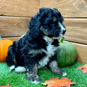 Bernedoodle Puppy Gus