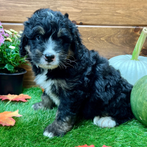 Bernedoodle Puppy Gus