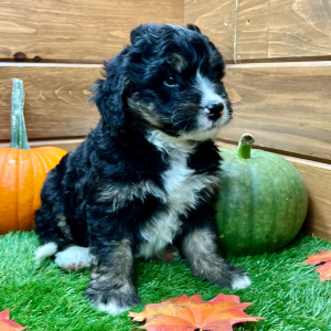 Bernedoodle Puppy Gus