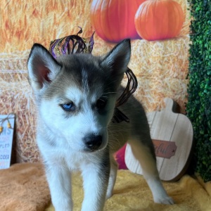 Siberian Husky Puppy Anna