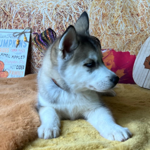 Siberian Husky Puppy Anna