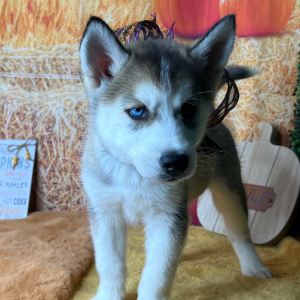 Siberian Husky Puppy Anna