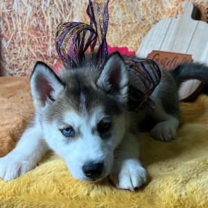 Siberian Husky Puppy Anna