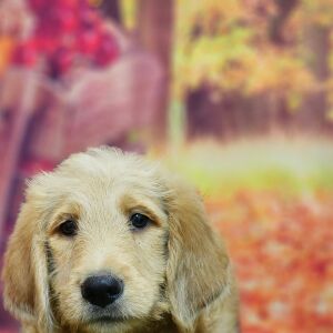 Labradoodle Puppy Simon