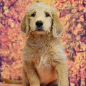 Labradoodle Puppy Simon