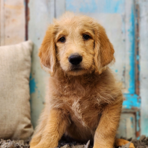Labradoodle Puppy Simon