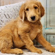 Labradoodle Puppy Simon
