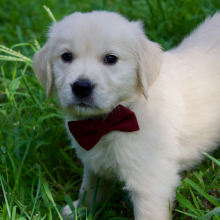 Golden Retriever Puppy Oden