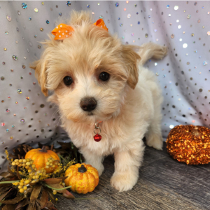 Maltipoo Puppy Callie