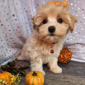 Maltipoo Puppy Callie