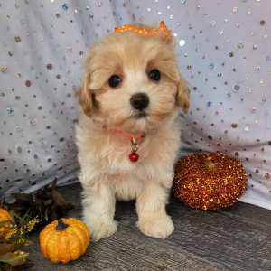 Maltipoo Puppy Callie