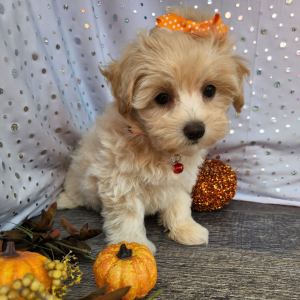 Maltipoo Puppy Callie