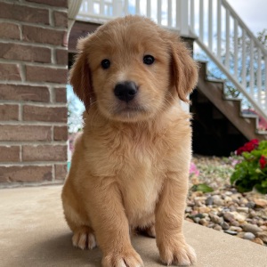 Golden Retriever Puppy Henry