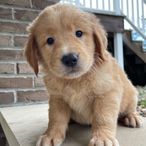Golden Retriever Puppy Henry