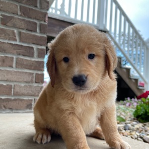 Golden Retriever Puppy Henry