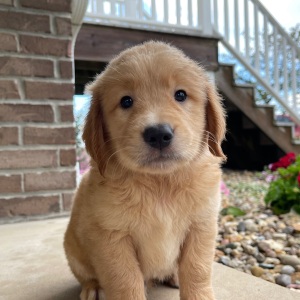 Golden Retriever Puppy Henry