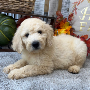 Goldendoodle Puppy Ryder