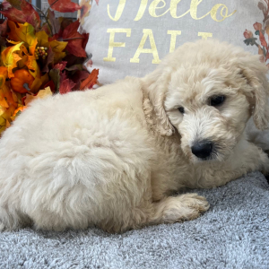 Goldendoodle Puppy Ryder