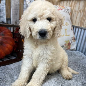 Goldendoodle Puppy Ryder