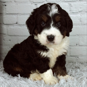 Bernedoodle Puppy Cannon