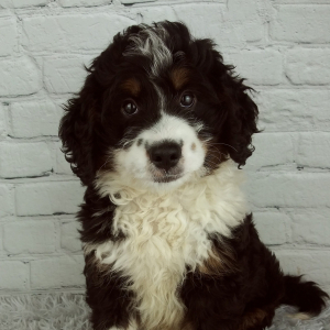 Bernedoodle Puppy Cannon