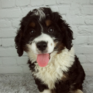 Bernedoodle Puppy Cannon