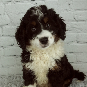 Bernedoodle Puppy Cannon