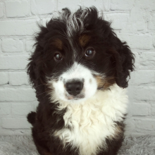 Bernedoodle Puppy Cannon