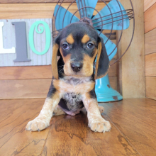 Beagle Puppy Max