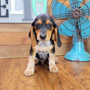 Beagle Puppy Max
