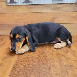 Beagle Puppy Max